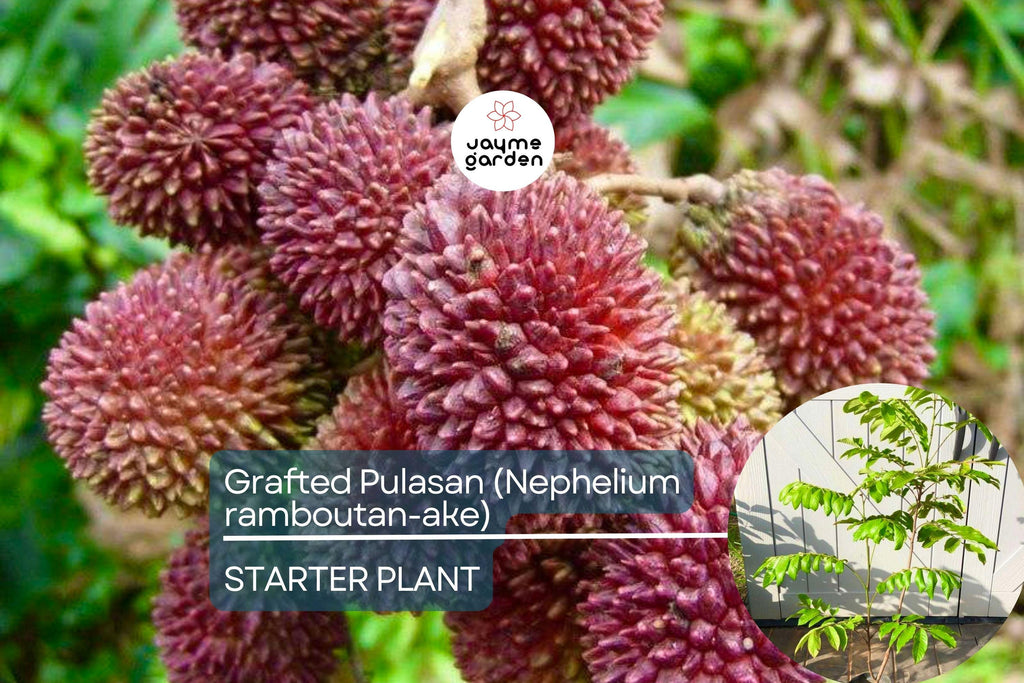 Grafted Pulasan Tree Exotic Tropical Fruit Tree 24"-36" | Nephelium Ramboutan-Ake Starter Plant | Sweet, Juicy Fruit | Fast Fruiting