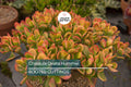 5 Crassula Ovata Hummel’s Sunset Cuttings - Golden Jade Plant Succulent - 3-4" Houseplant Starter