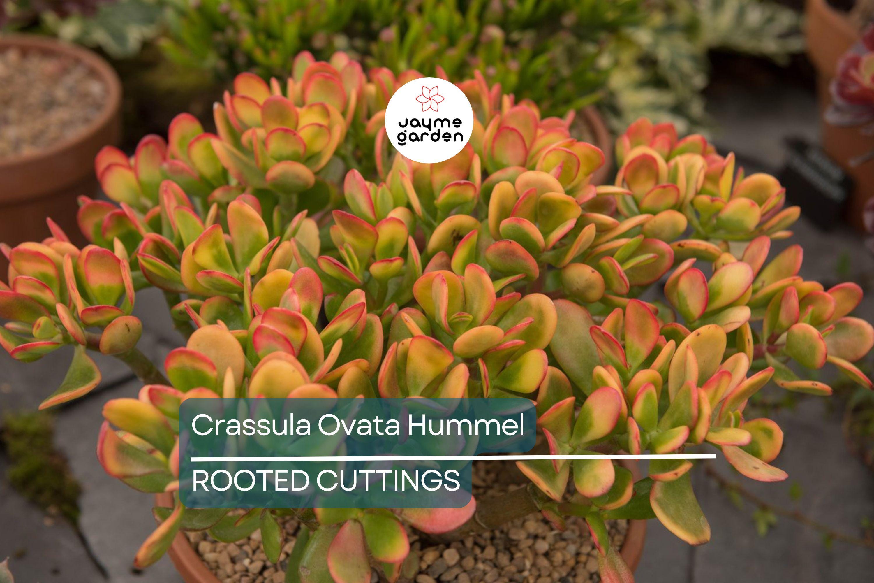 5 Crassula Ovata Hummel’s Sunset Cuttings - Golden Jade Plant Succulent - 3-4" Houseplant Starter