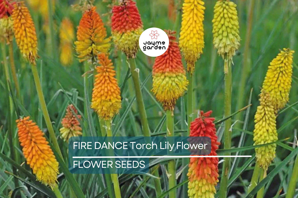 20 Rare Dwarf Fire Dance Torch Lily Seeds (Kniphofia hirsuta) – Hardy Perennial, 18-20” Tall