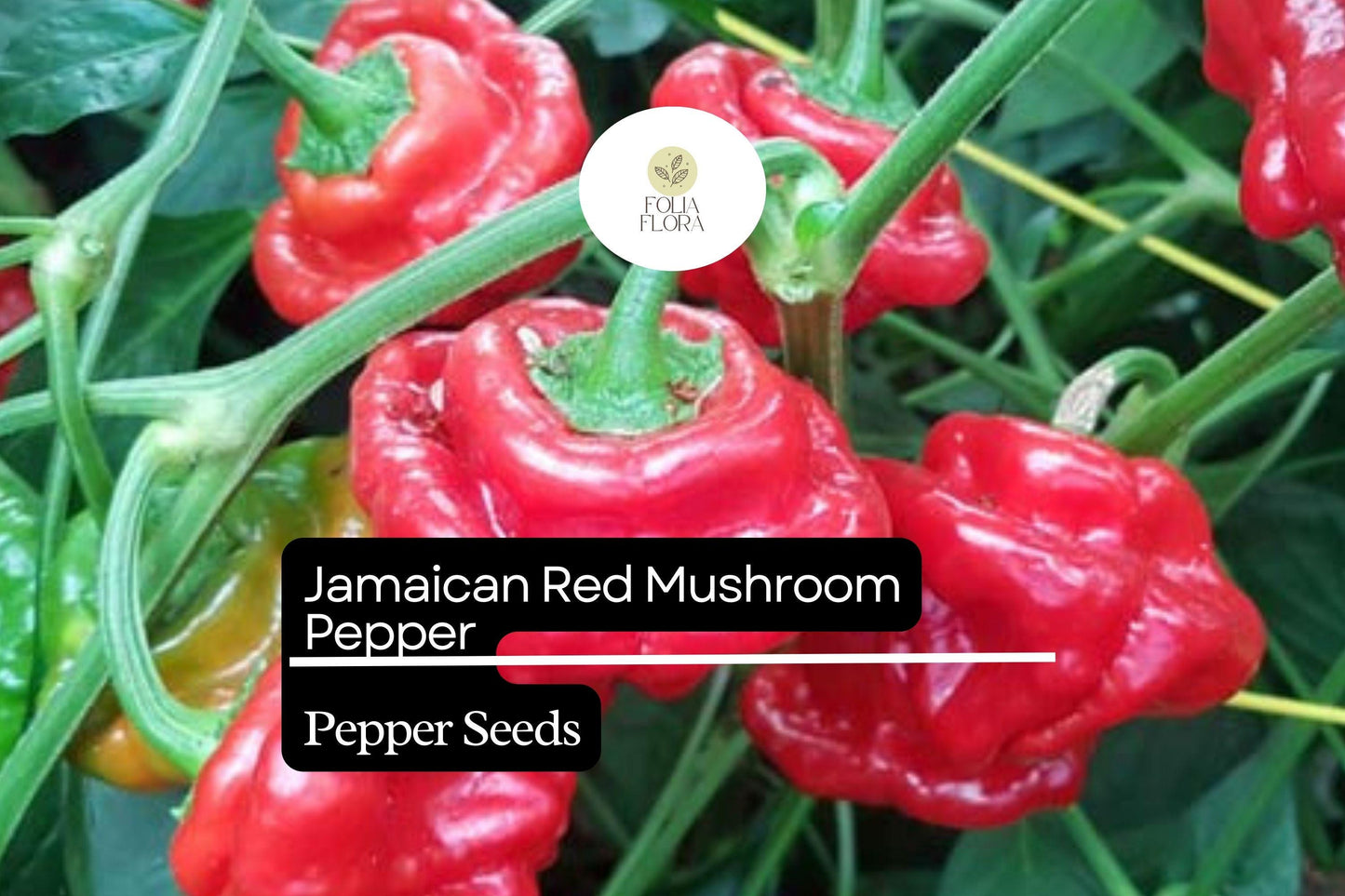 20 Jamaican Red Mushroom Pepper Seeds – Capsicum chinense – Heirloom, Spicy & Unique, High-Yield, Non-GMO