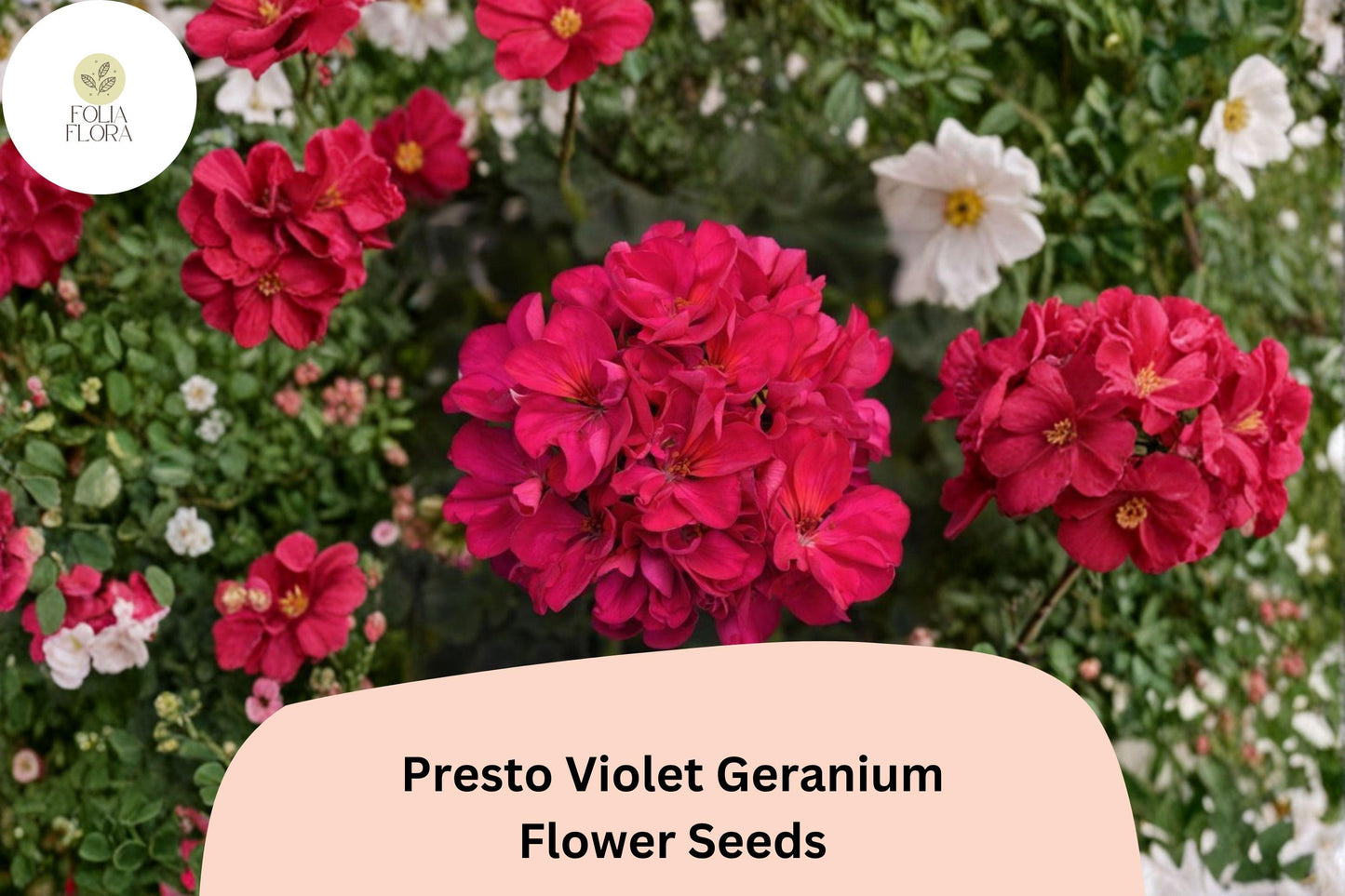 25+ Presto Violet Geranium Seeds | Compact Zonal Geranium | Violet Blooms for Pots, Borders & Garden Beds