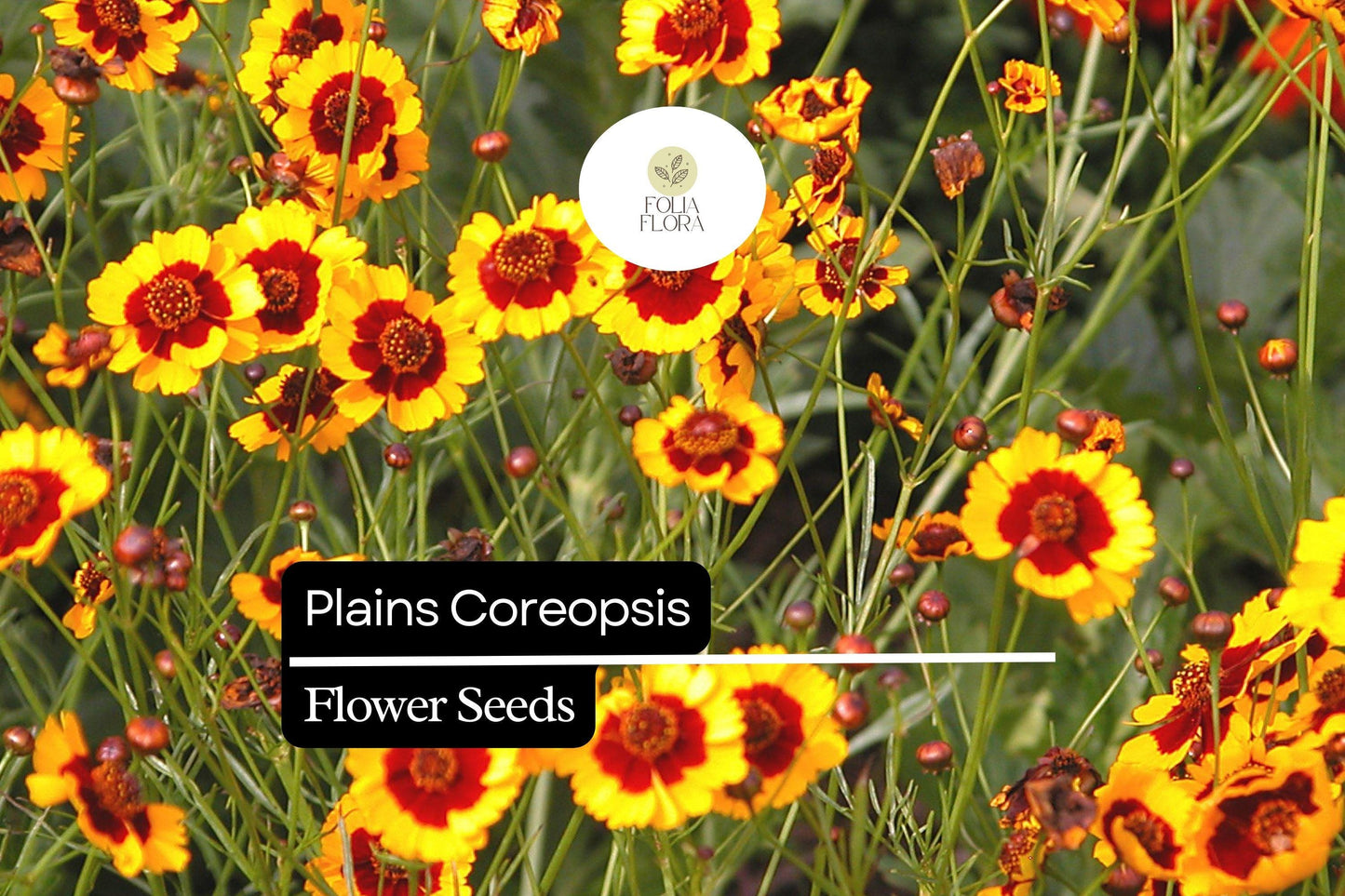 Plains Coreopsis, Coreopsis Tinctoria, Vibrant Yellow and Red Wildflowers for Pollinator Gardens
