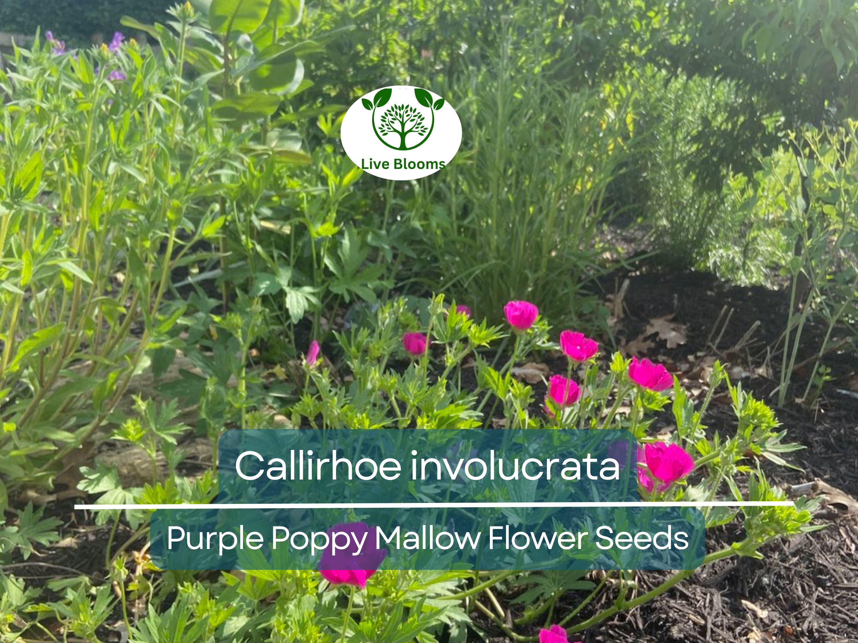 15 Callirhoe Involucrata Purple Poppy Mallow Seeds, Wildflower, Perennial, Native Plant, Drought-Tolerant, Garden, Ground Cover, Landscape