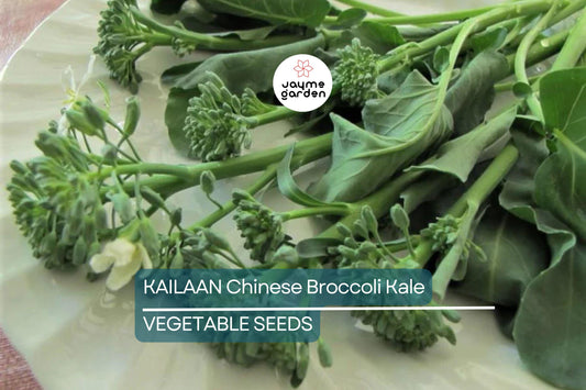 125 Kailaan Chinese Broccoli Seeds - Heirloom Gai Lan - Kai Lan - Asian Greens - Chinese Kale - Fast-Growing Leafy Veg
