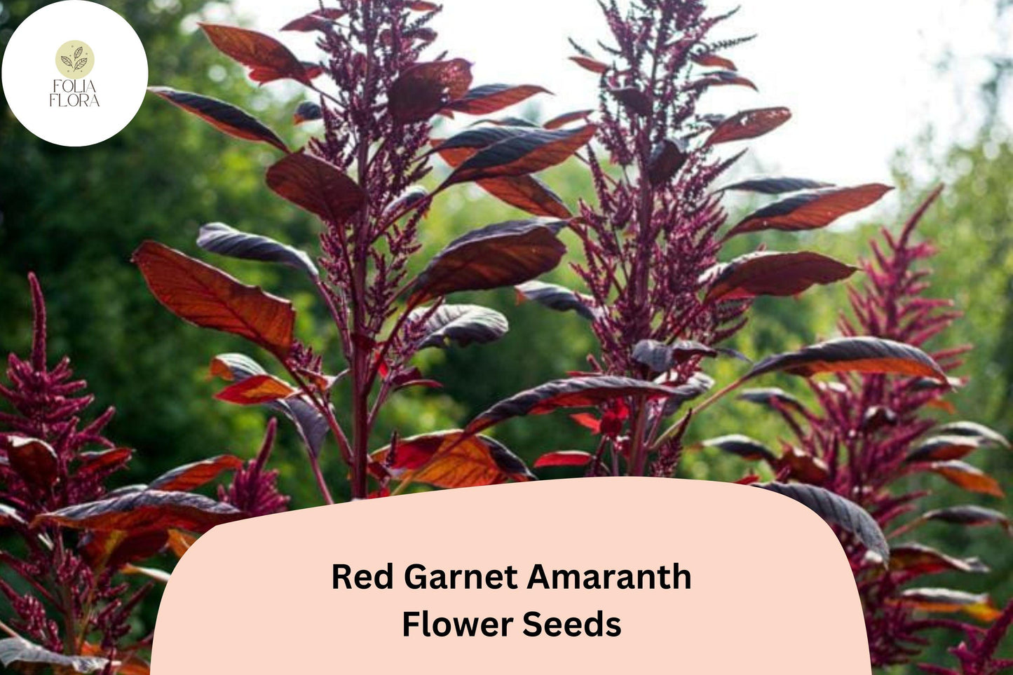 Red Garnet Amaranth Seeds – 100 Amaranthus tricolor | Easy Grow Garden Annual for Beds, Borders