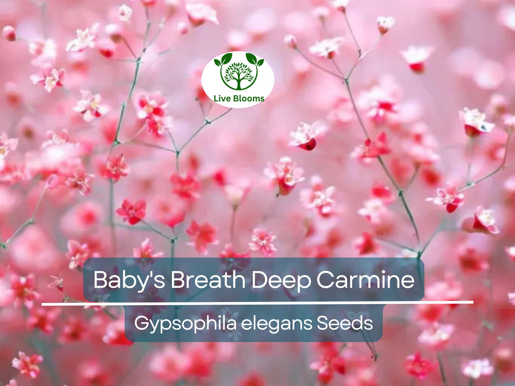 1000 Seeds Baby's Breath Deep Carmine, Crimson Red Flowers, Non-GMO, Pollinator-Friendly, Elegant Garden Blooms, Gypsophila elegans