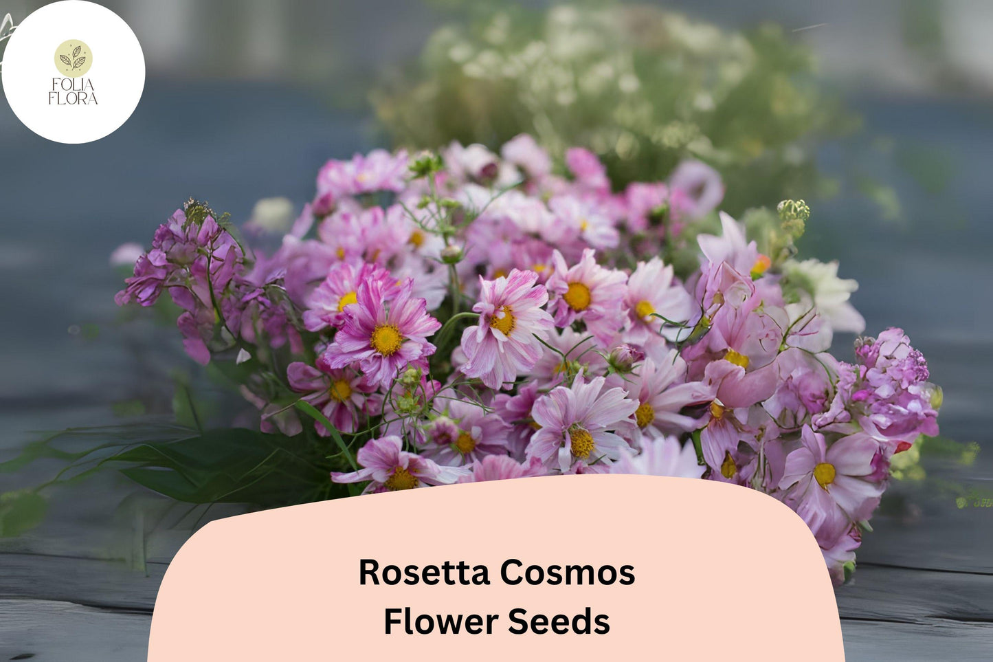 200+ Rosetta Cosmos Seeds | Cosmos Bipinnatus Soft Pink Double Blooms | Annual Garden Flower Seeds for Planting