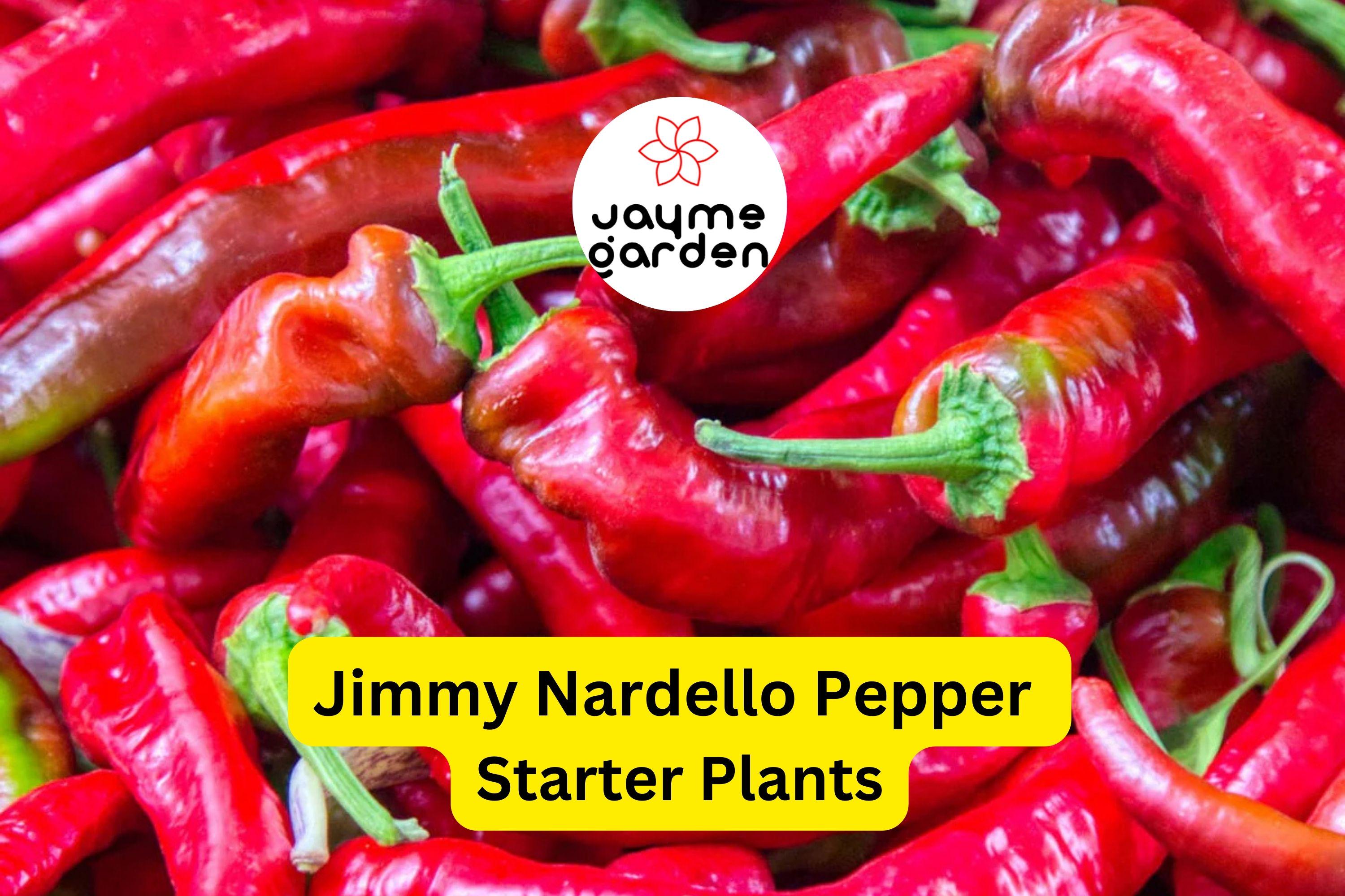 3 Jimmy Nardello Pepper Starter Plants - Sweet Italian Frying Pepper - High Yield for Cooking, Gardens & Container Growing