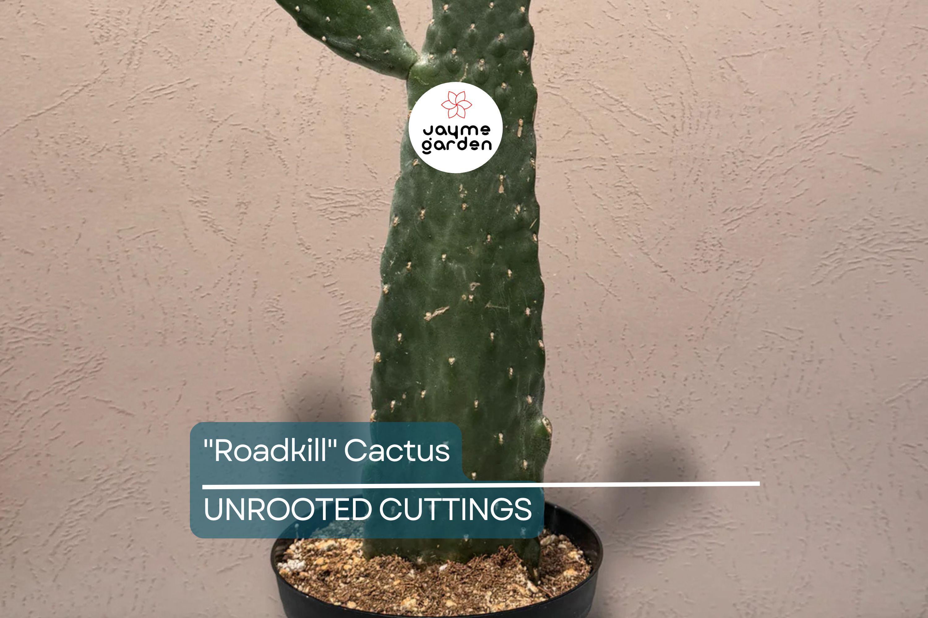 Live "Roadkill" Cactus Plant Cutting – Unique Cactus Cutting for Indoor & Outdoor Growth, Easy to Care For