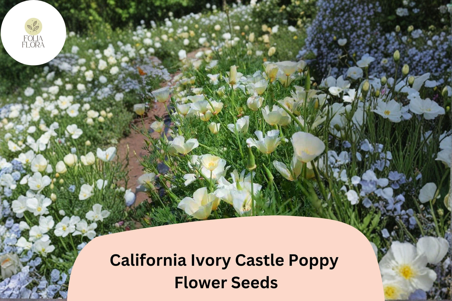 200+ California Ivory Castle Poppy Seeds for Garden Planting - White Flowers, Easy to Grow, Drought Tolerant