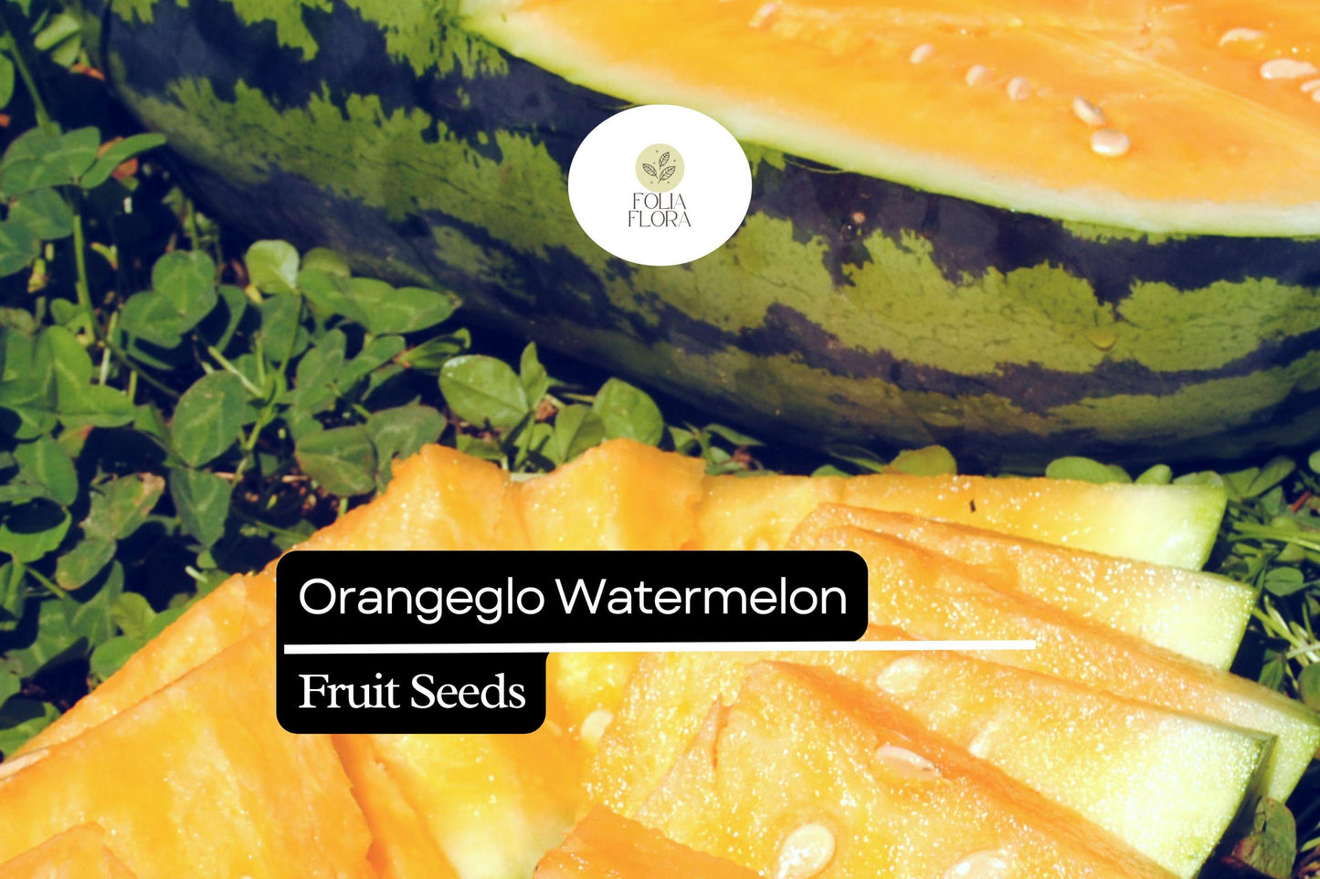 10 Seeds Orangeglo Watermelon, Citrullus Lanatus, Sweet Orange Flesh Melon