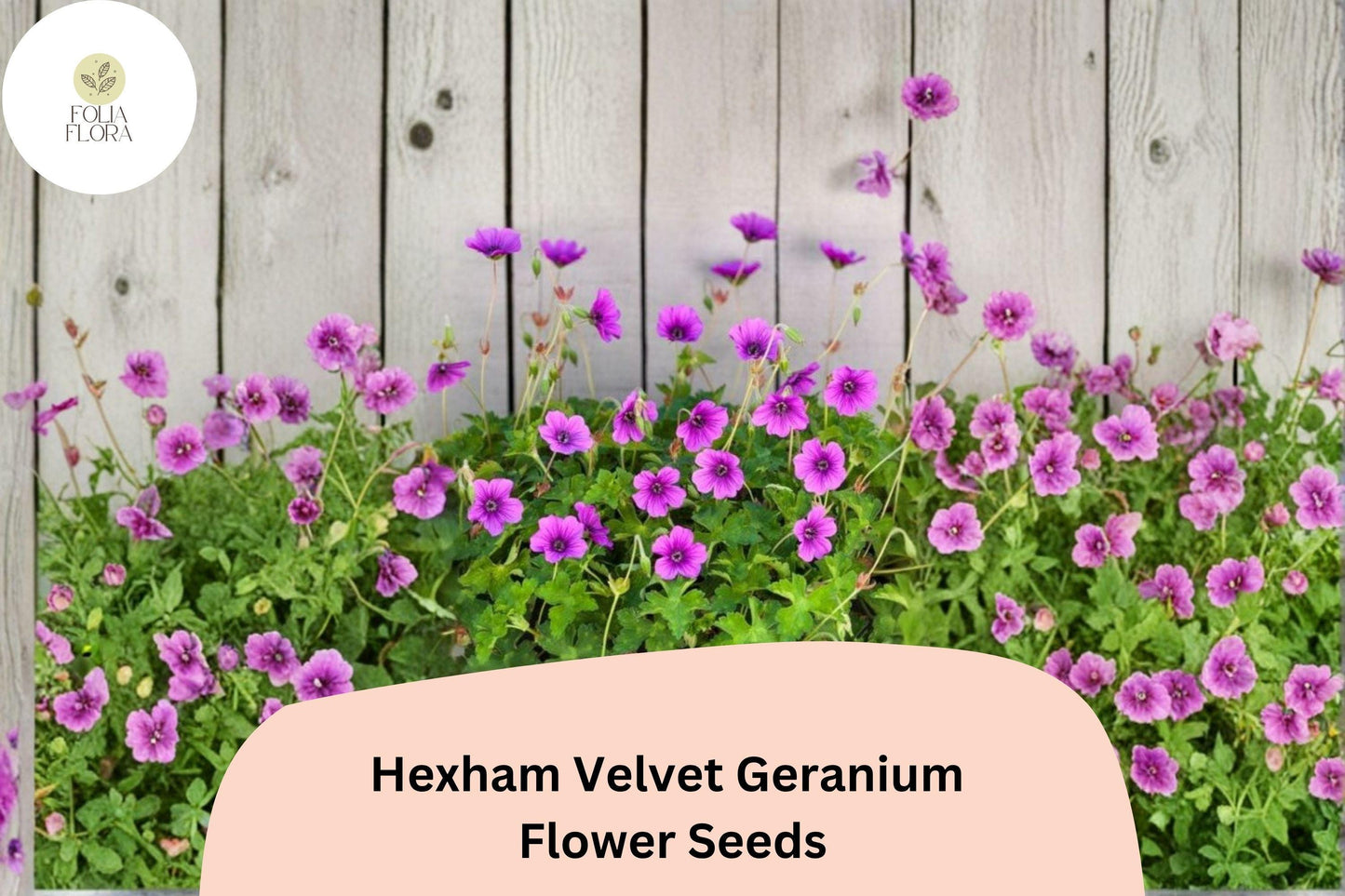 25+ Hexham Velvet Geranium Seeds for Garden Planting – Rich Purple Blooms, Hardy Perennial Flower