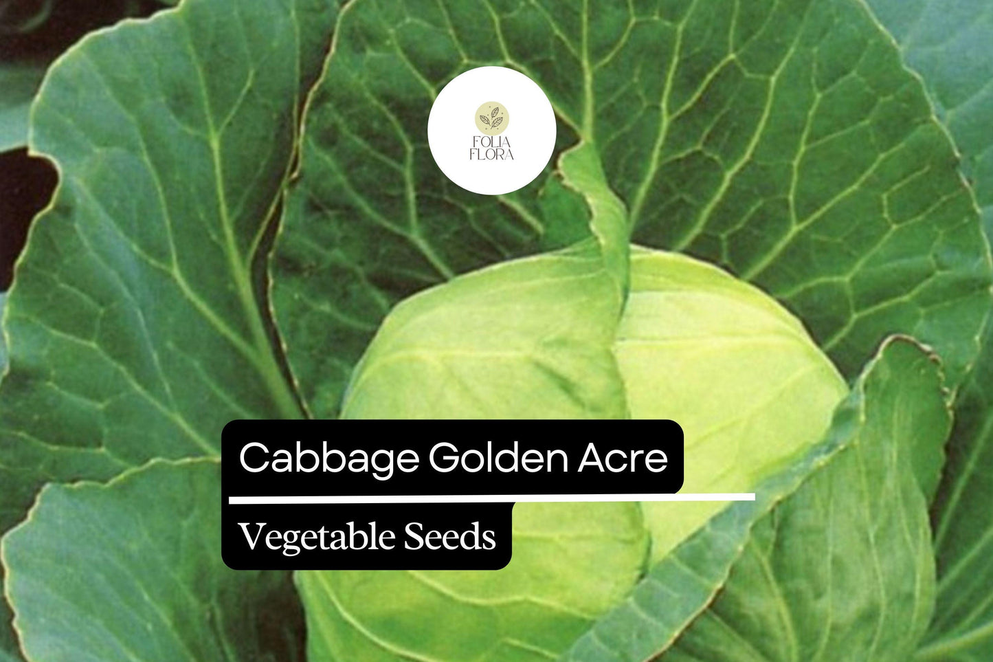 500+ Golden Acre Cabbage Seeds | Brassica oleracea | Early Heirloom Round Head Cabbage for Garden Planting