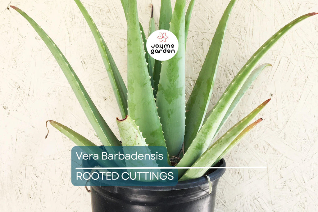 Rooted Aloe Vera Plant with Pot - Small Aloe Barbadensis Live Plant - Easy Care Succulent, Ready to Plant