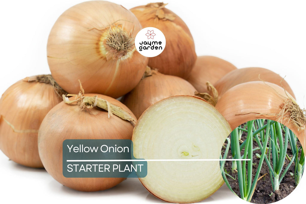 Yellow Onion Sets – Naturally Grown, Non-GMO | 8 oz. (40-60 Bulbs) | Stuttgarter Variety | Easy to Grow & Store | Shipping Now