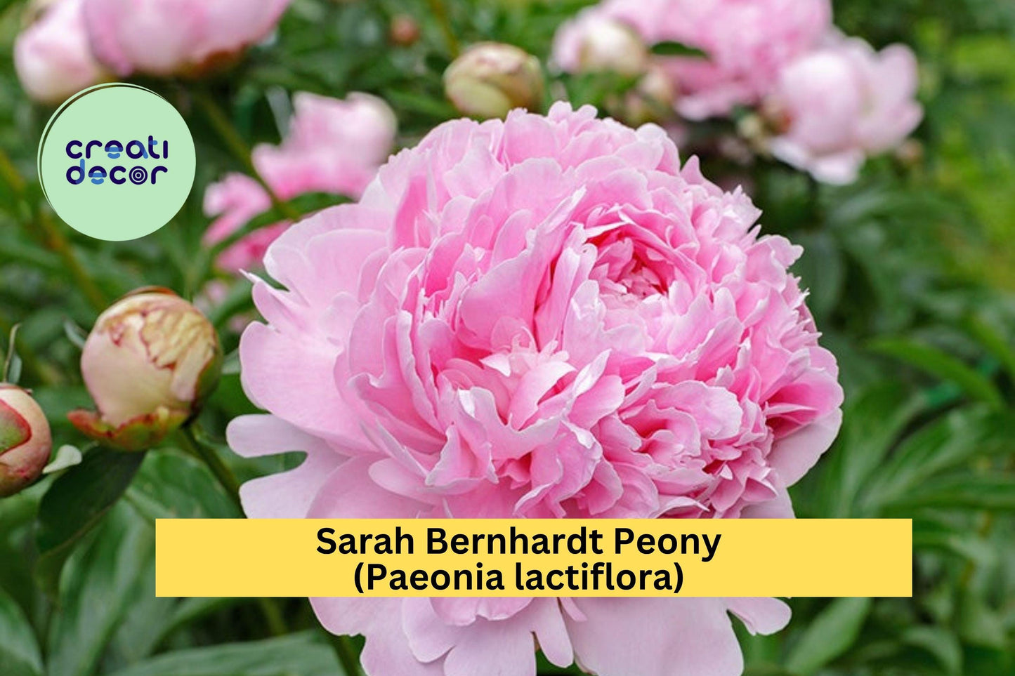 Sarah Bernhardt Peony – Paeonia lactiflora – Pink Double Flower Bare Root Perennial Bush for Garden Borders or Cut Flowers
