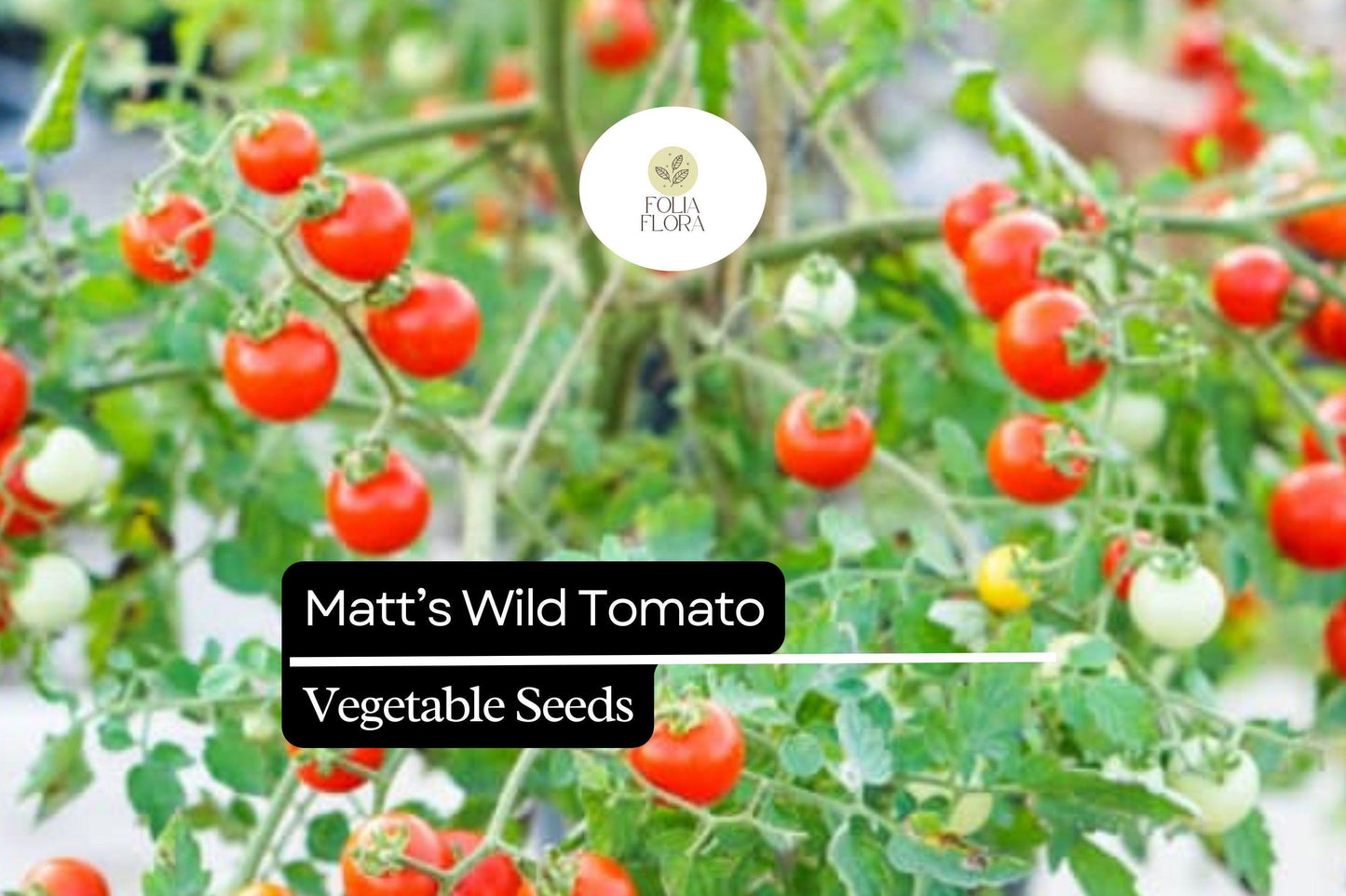Matt’s Wild Cherry Tomato Seeds | 25 Seeds | Solanum Lycopersicum | Heirloom, Sweet Flavor, Prolific, Easy to Grow