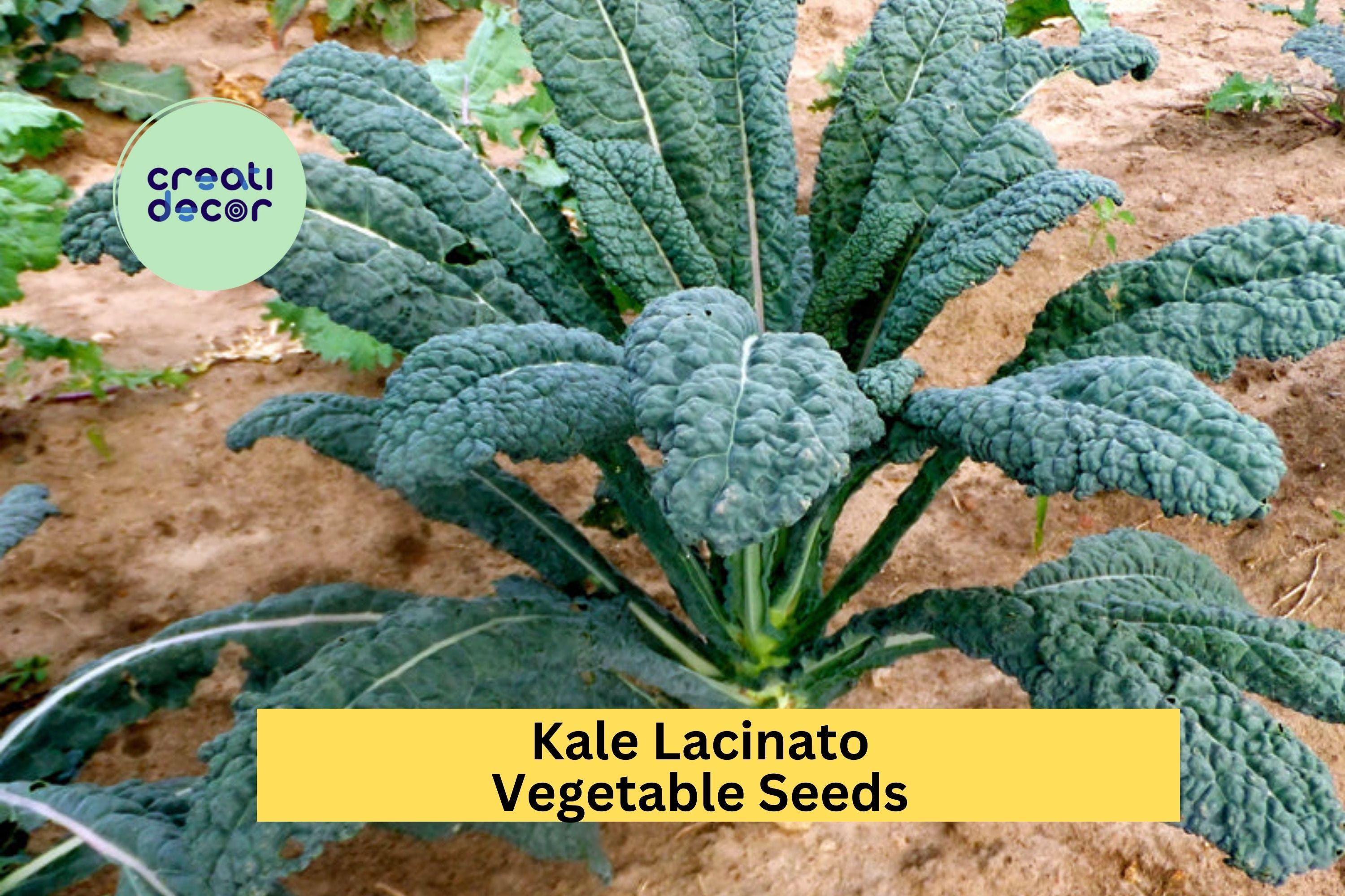3pcs of 1g Lacinato Kale Seeds – Dinosaur Kale Variety for Garden Growing, Juicing, Cooking, or Salad Greens Seeds for Planting
