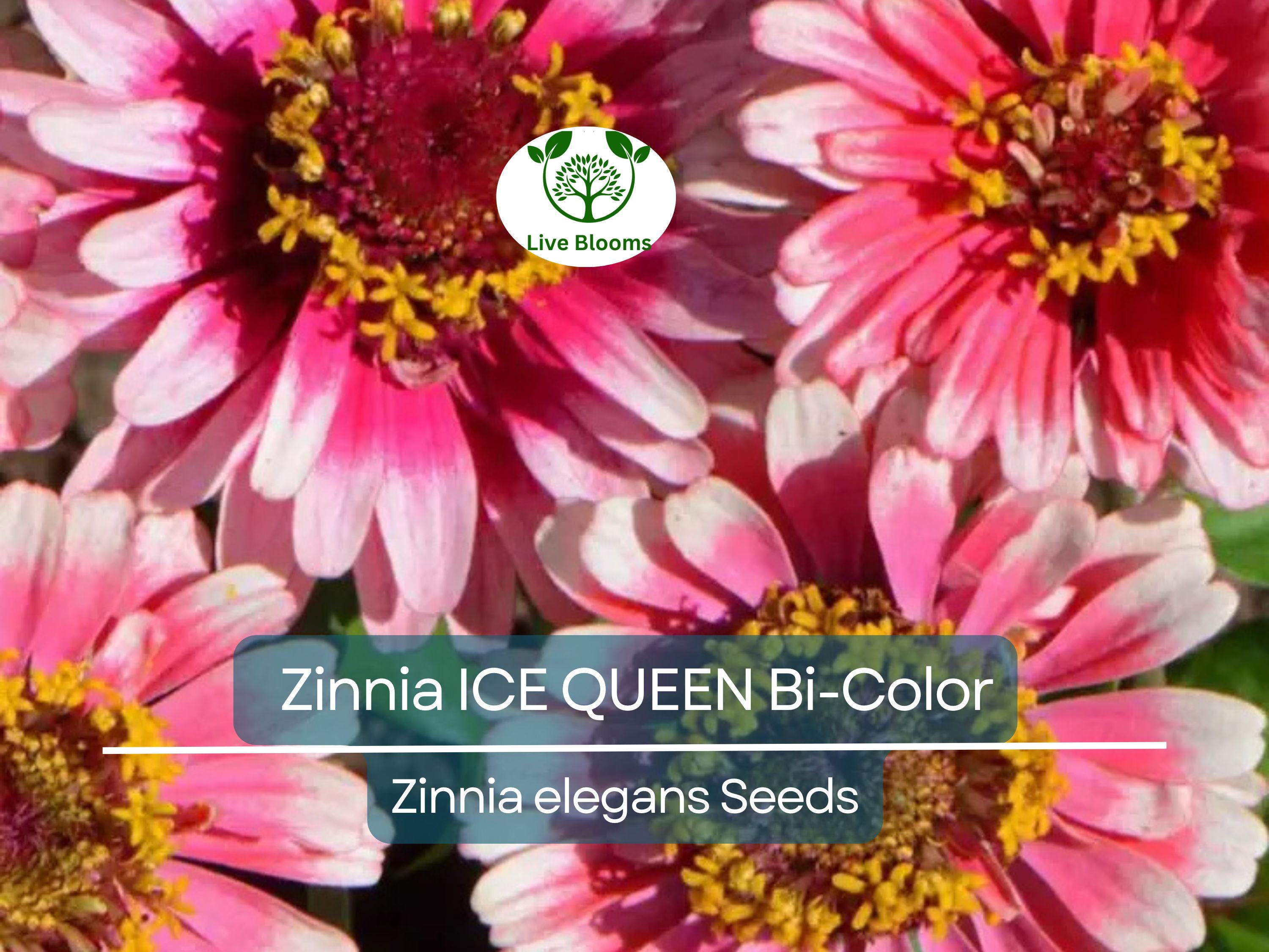 100 Seeds Zinnia ICE QUEEN Bi-Color Pink White Flowers, Attracts Butterflies & Hummingbirds, Non-GMO, Vibrant Garden Blooms, Easy to Grow