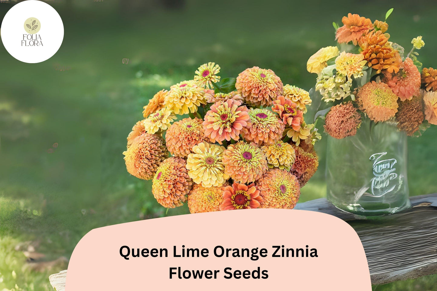 100+ Queen Lime Orange Zinnia Seeds – Unique Peach-Orange Blooms for Garden Planting, Borders & Cut Flowers