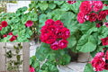 Double Red Geranium 4 Cuttings (Pelargonium) Fresh Geranium Cuttings
