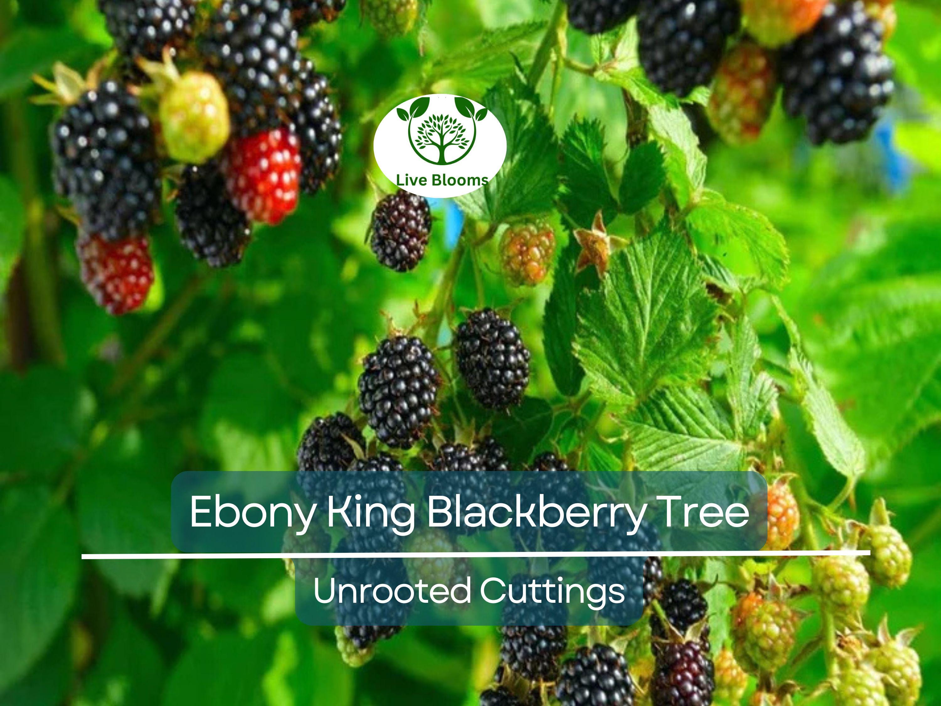5 Ebony King Blackberry Scion Unrooted Cuttings (Rubus fruticosus), 8-10 Inches, Perfect for Rooting or Grafting, Hardy Fruit Plant