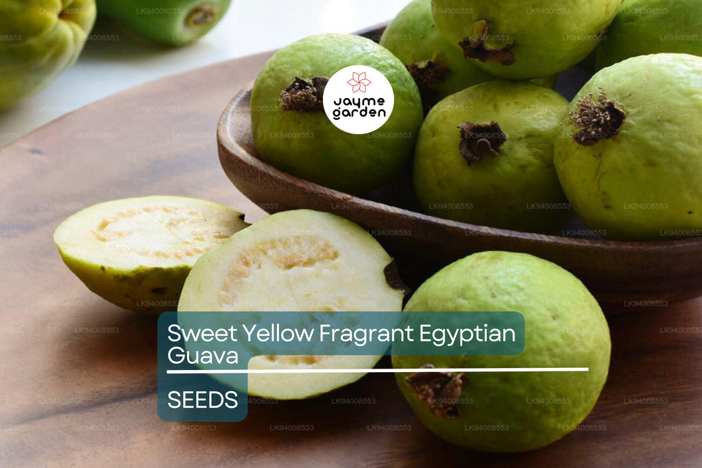 20 Sweet Yellow Egyptian Guava Seeds - Psidium Guajava - Fragrant Fruit Tree, Easy to Grow, Perfect for Tropical Gardens