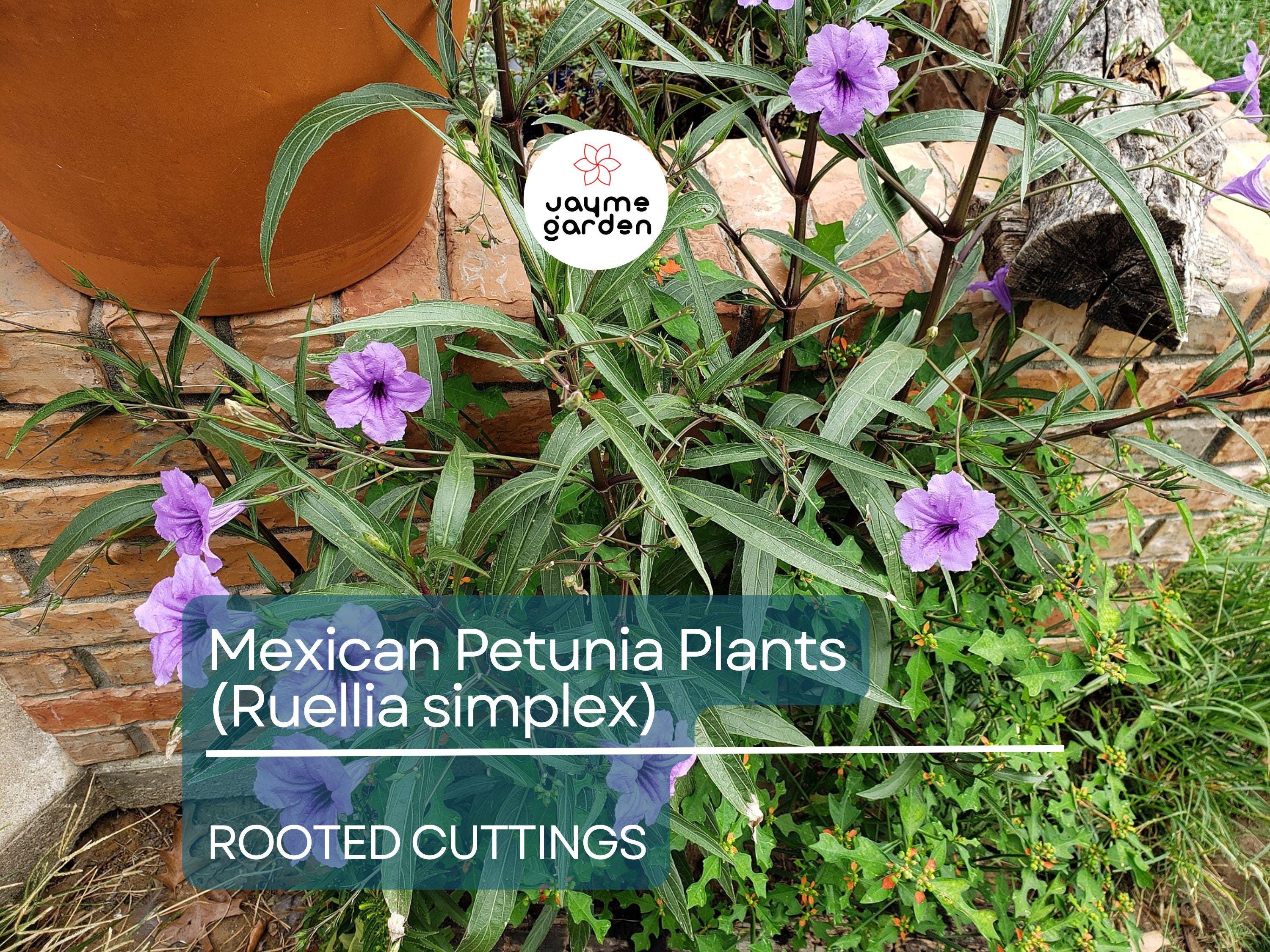 5 Rooted Cuttings Purple Mexican Petunia (Ruellia simplex) - Hardy Perennial Flowers for Garden Borders, Ground Cover & Landscaping