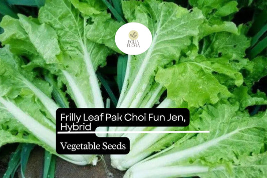 500mg Frilly Leaf Pak Choi Fun Jen Seeds Hybrid Brassica rapa | Unique, Non-GMO, Crisp & Tender Asian Greens, Easy to Grow Vegetable