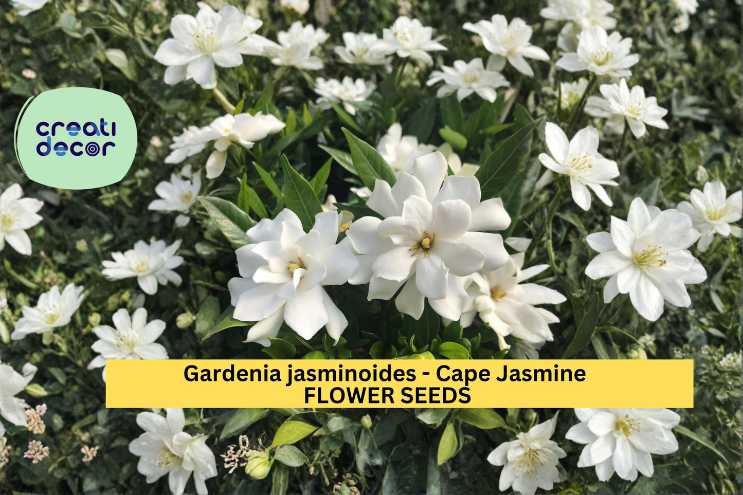 Gardenia jasminoides Seeds Cape Jasmine 20 Count Fragrant White Flower Plant Evergreen Garden Shrub Seeds