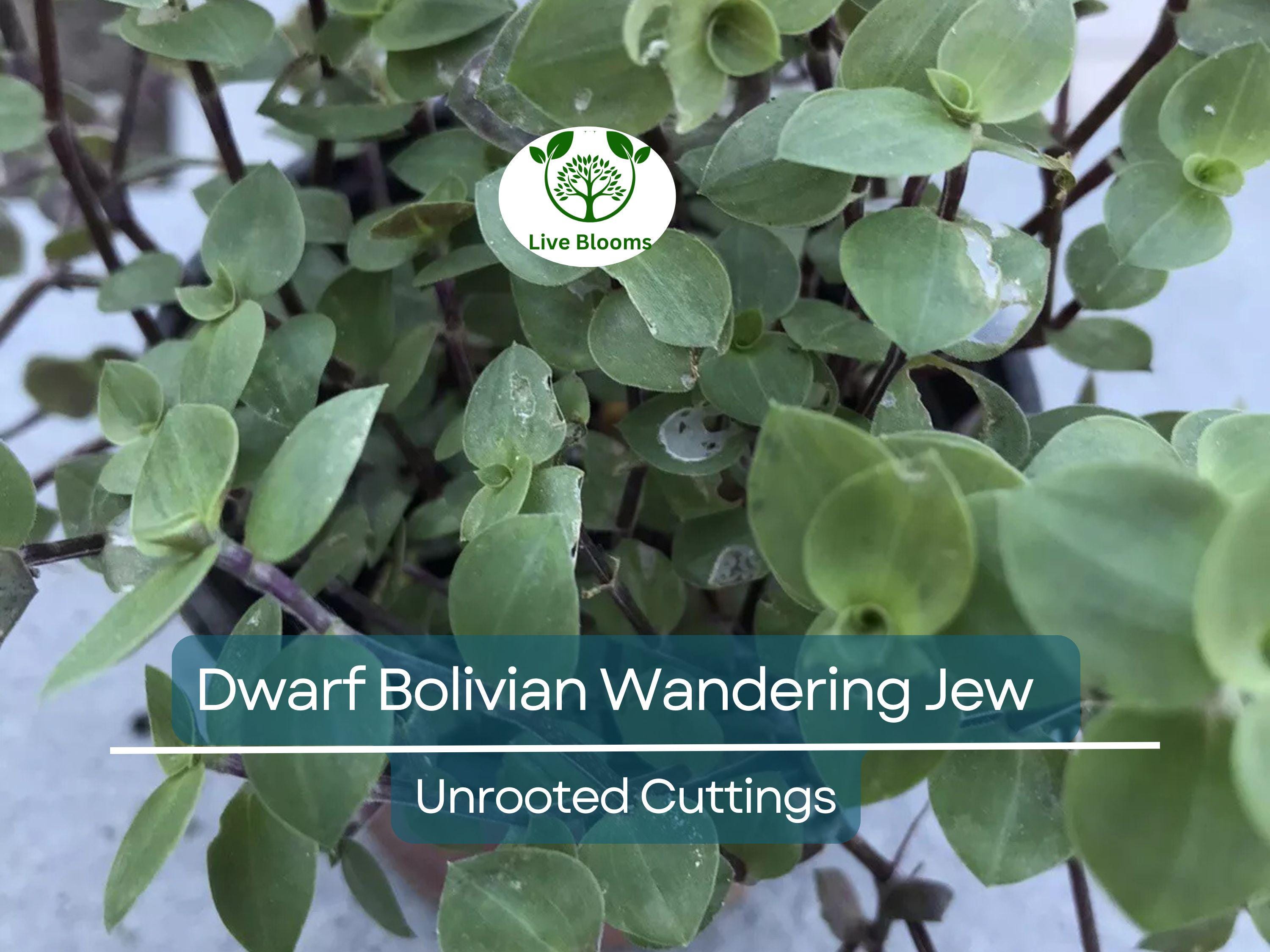 20 Unrooted Cuttings Dwarf Bolivian Wandering Jew - Tradescantia Minima, Callisia Repens - Easy Grow Plants