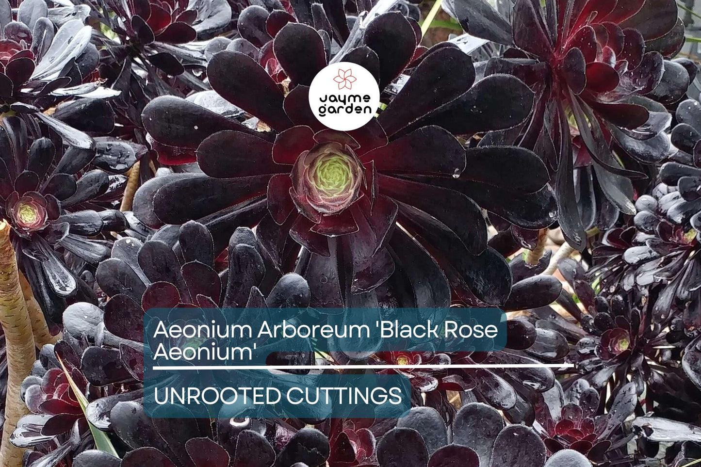 1 Aeonium Arboreum 'Black Rose' Cutting 3-5 Inch Long | Dark Burgundy Succulent | Easy Care | Full Sun/Partial Shade