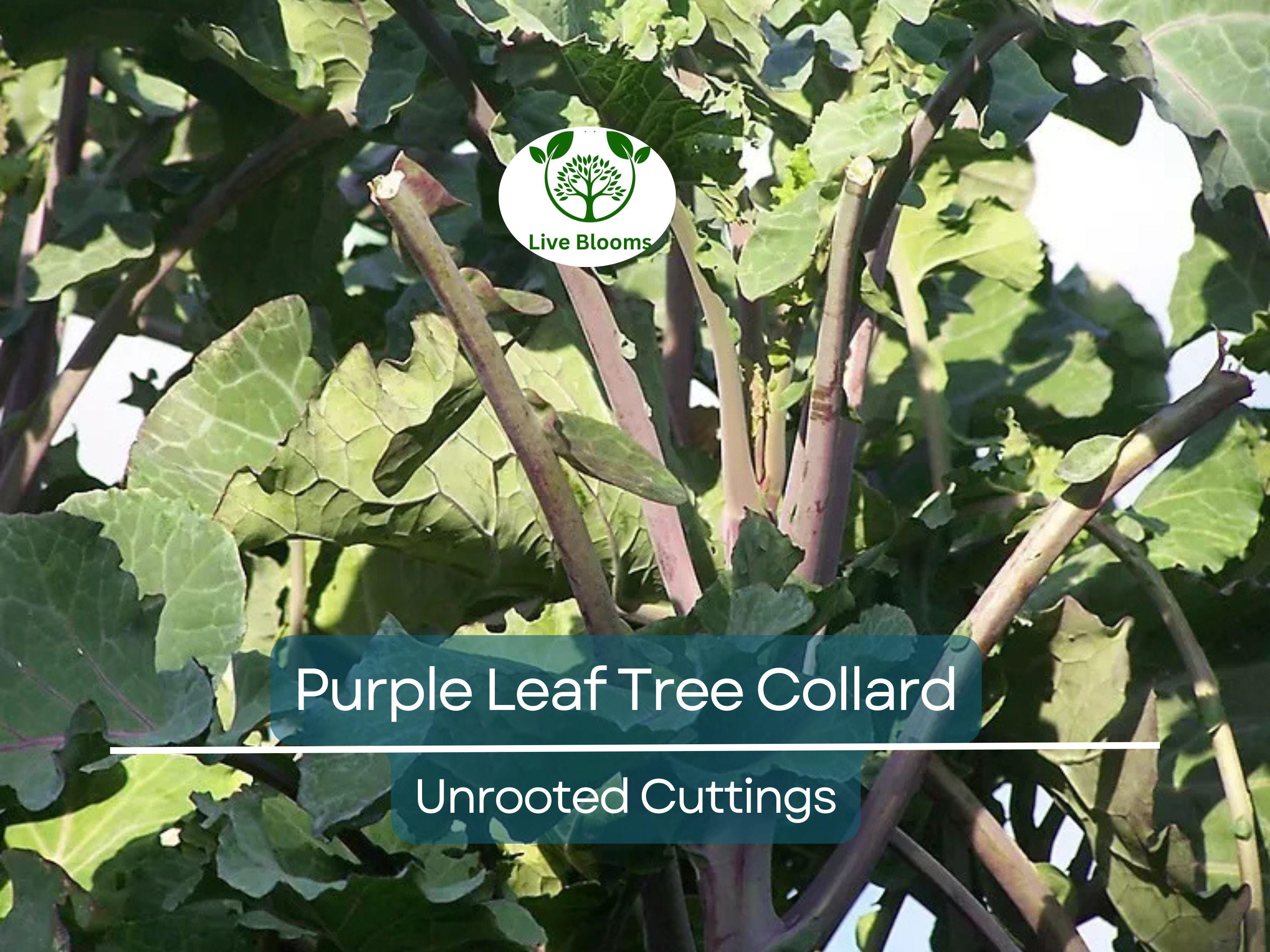 1 Purple Leaf Tree Collard Unrooted Cutting 6-8" | Brassica oleracea, Edible Plant, Healthy Stalk with 4 Leaf Nodes