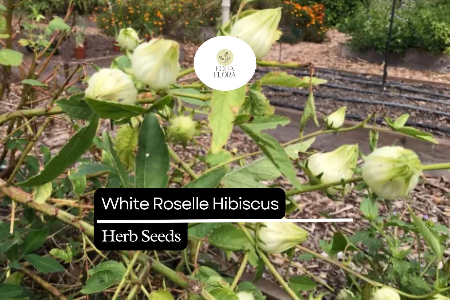 White Roselle Hibiscus Seeds (Hibiscus sabdariffa) | 25 Seeds | Edible Leaves & Calyces | Beautiful White Blooms
