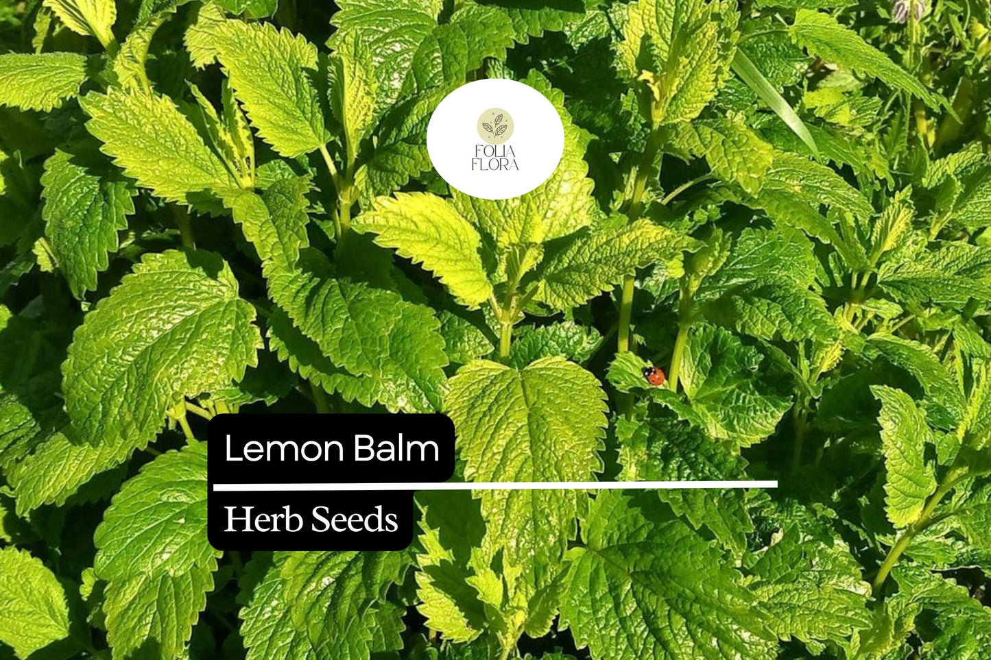 150 Lemon Balm Herb Seeds – Melissa officinalis – Heirloom, Soothing Herbal Tea, Citrus Aroma, Perennial