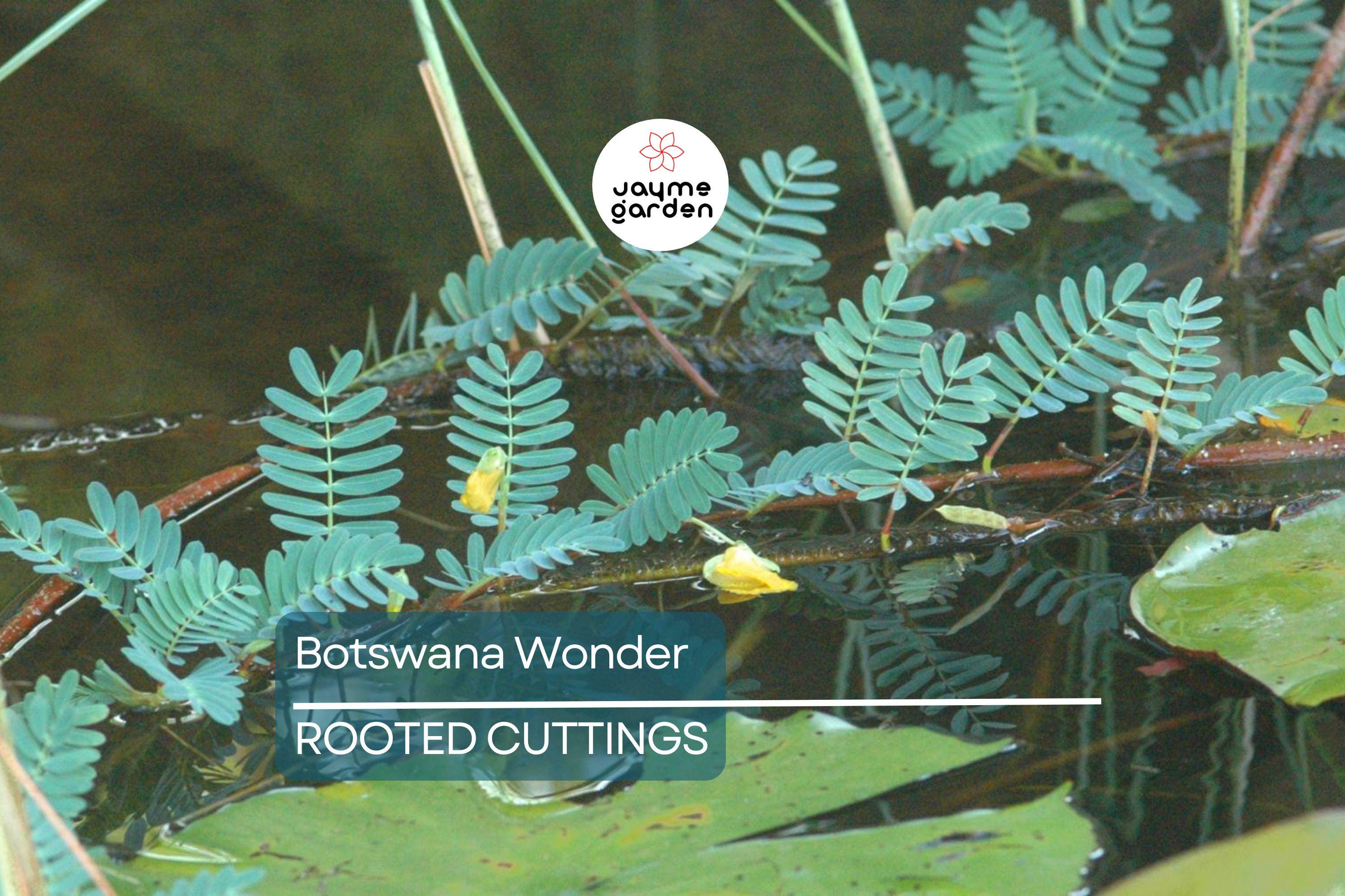 Botswana Wonder Sensitive Plant – Aeschynomene Fluitans | Tropical Aquatic Pond Plant | Floating Plant with Yellow Flowers