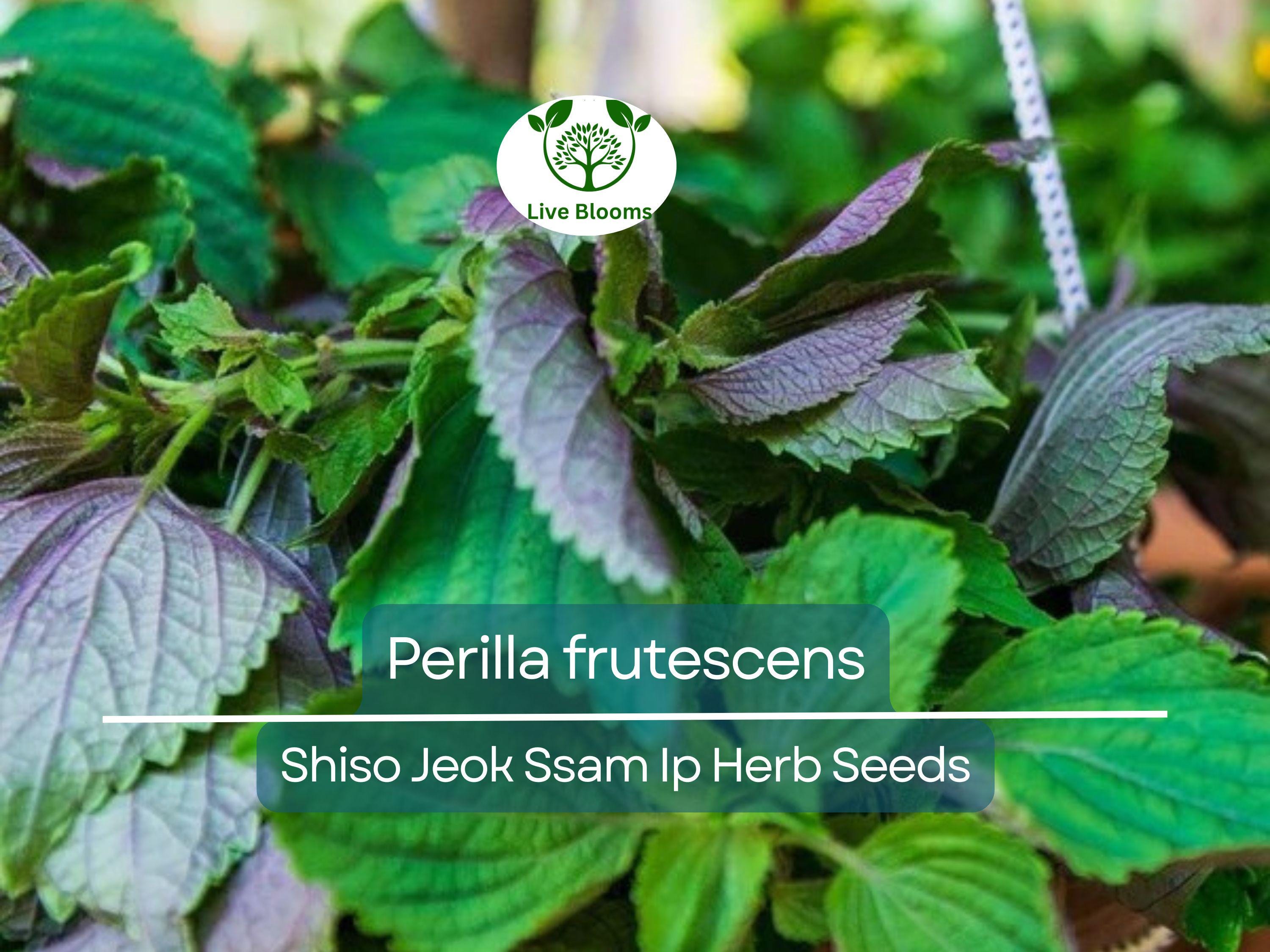 400 Seeds Perilla (Shiso) Jeok Ssam Ip Herb for Planting – Aromatic Asian Herb for Sushi, Garnishes, Salads & Stir-Fries