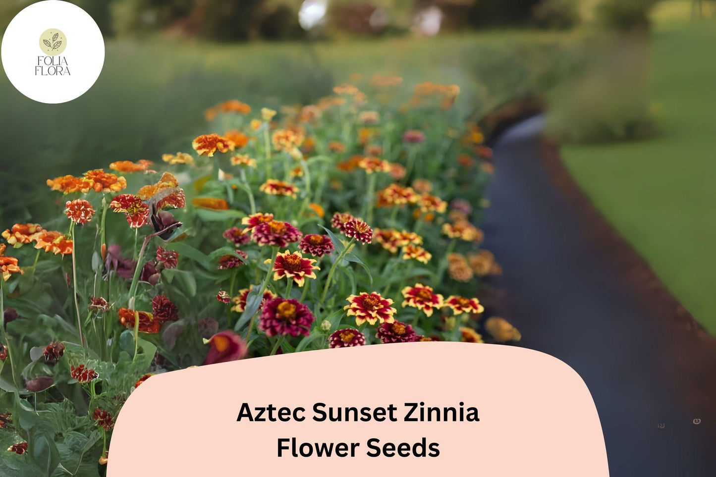 100+ Aztec Sunset Zinnia Seeds – Warm Bi-Color Blooms for Summer Gardens & Cut Flowers