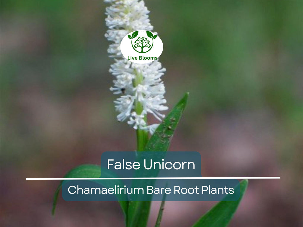 3 False Unicorn Plants – Bare Root Chamaelirium luteum – Native Wildflower for Shade Garden – Rare Woodland Perennial