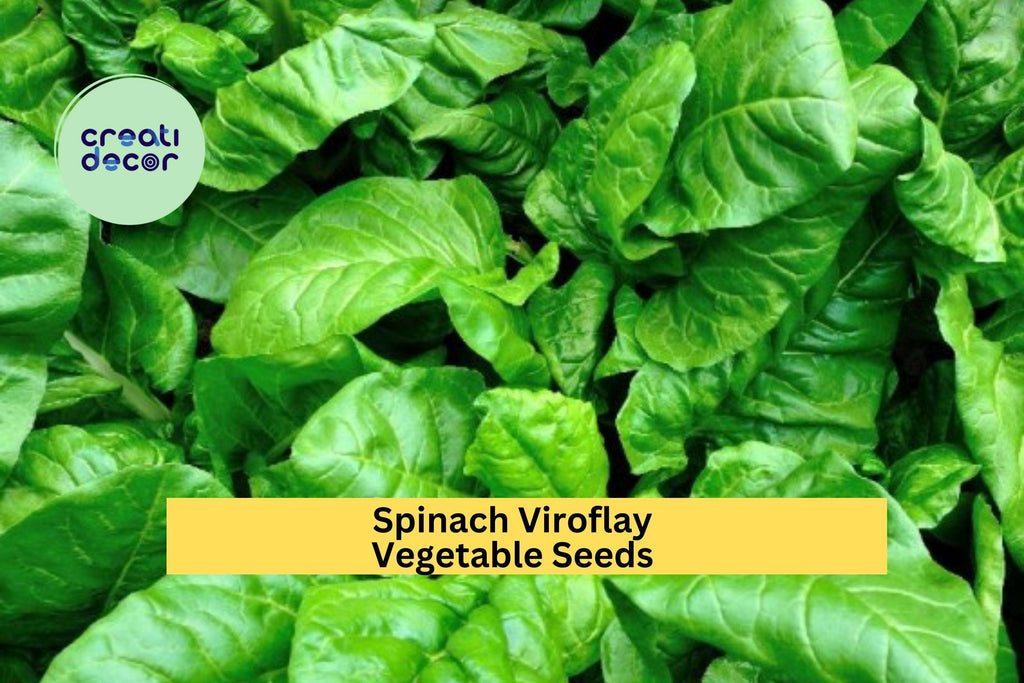 3pcs of 1g Viroflay Spinach Seeds – Giant Heirloom Variety, Tender Leaves, Fast Growing for Garden or Raised Beds Seeds for Planting