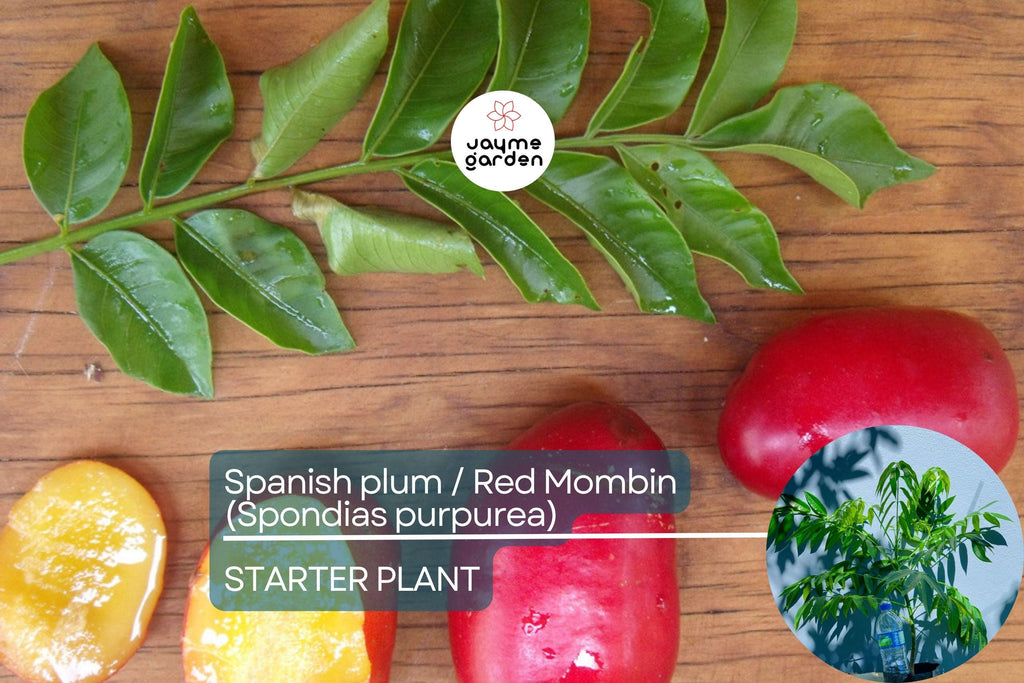 Spanish Plum / Red Mombin Live Spondias Purpurea Tree 12″-24″ | Sweet-Tart Tropical Fruit | Hardy Drought-Tolerant Starter Plant