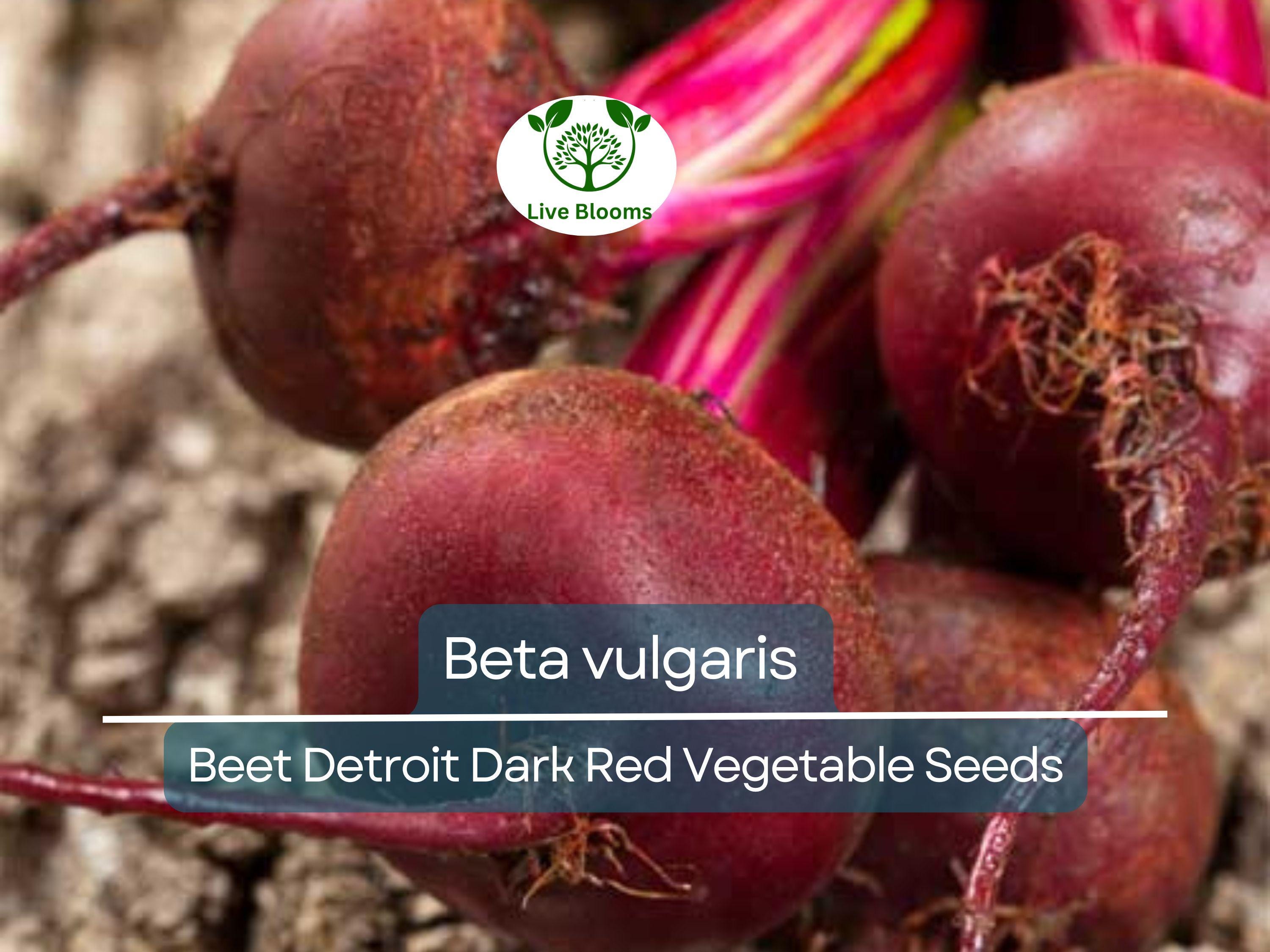 40 Seeds Beet Detroit Dark Red - Beta vulgaris | Heirloom Beets for Planting, Gardening & Nutritious Root Harvests