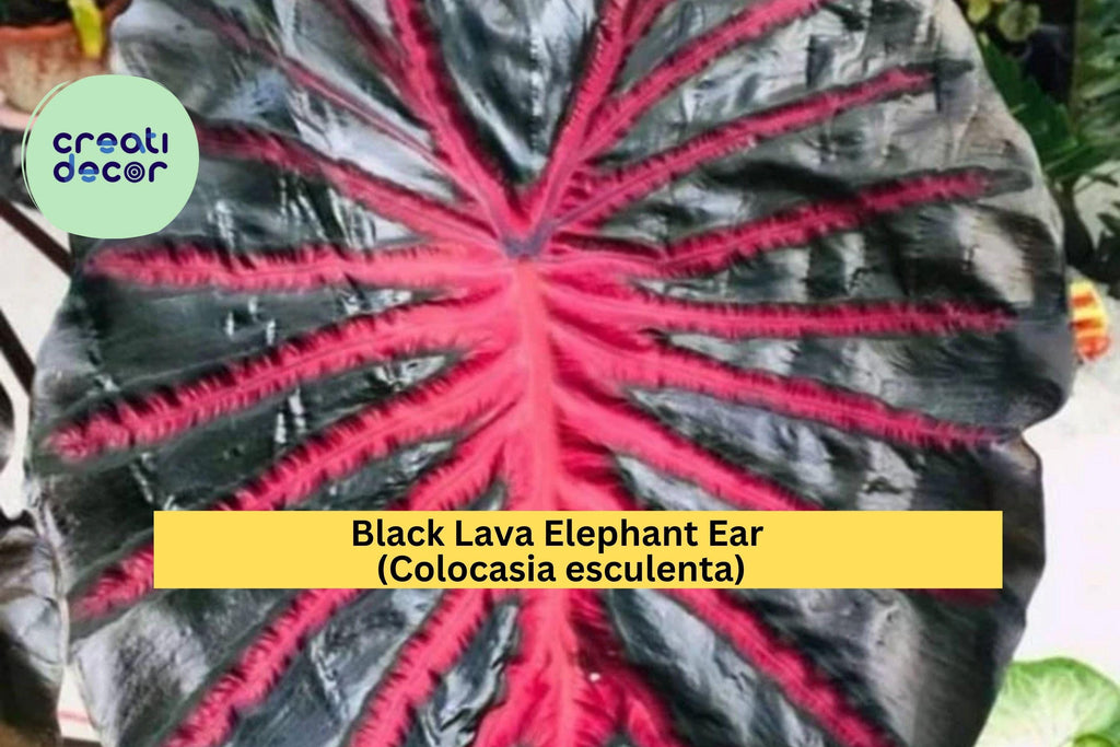 Black Lava Elephant Ear – Colocasia esculenta Live Rooted Starter Plant, Tropical Foliage with Deep Purple-Black Leaves, Hardy Zones 8–11