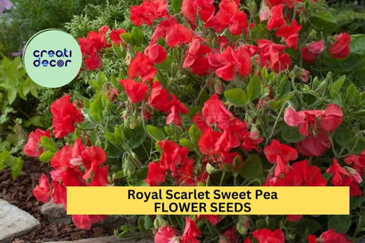50+ Royal Scarlet Sweet Pea Seeds – Bold Red Fragrant Blooms for Garden Planting, Climbing Vines for Trellises & Bouquets – USA