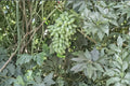 Golden Finger Grape 5 Cuttings 6-8" (Vitis vinifera Golden Finger) Unrooted Grape Vine Cuttings