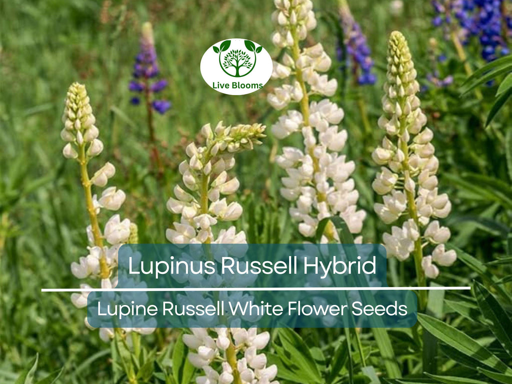 20 Seeds Lupine Russell White for Planting – Lupinus Russell Hybrid, White Flowers, Easy to Grow, Attracts Pollinators, Hardy Plant