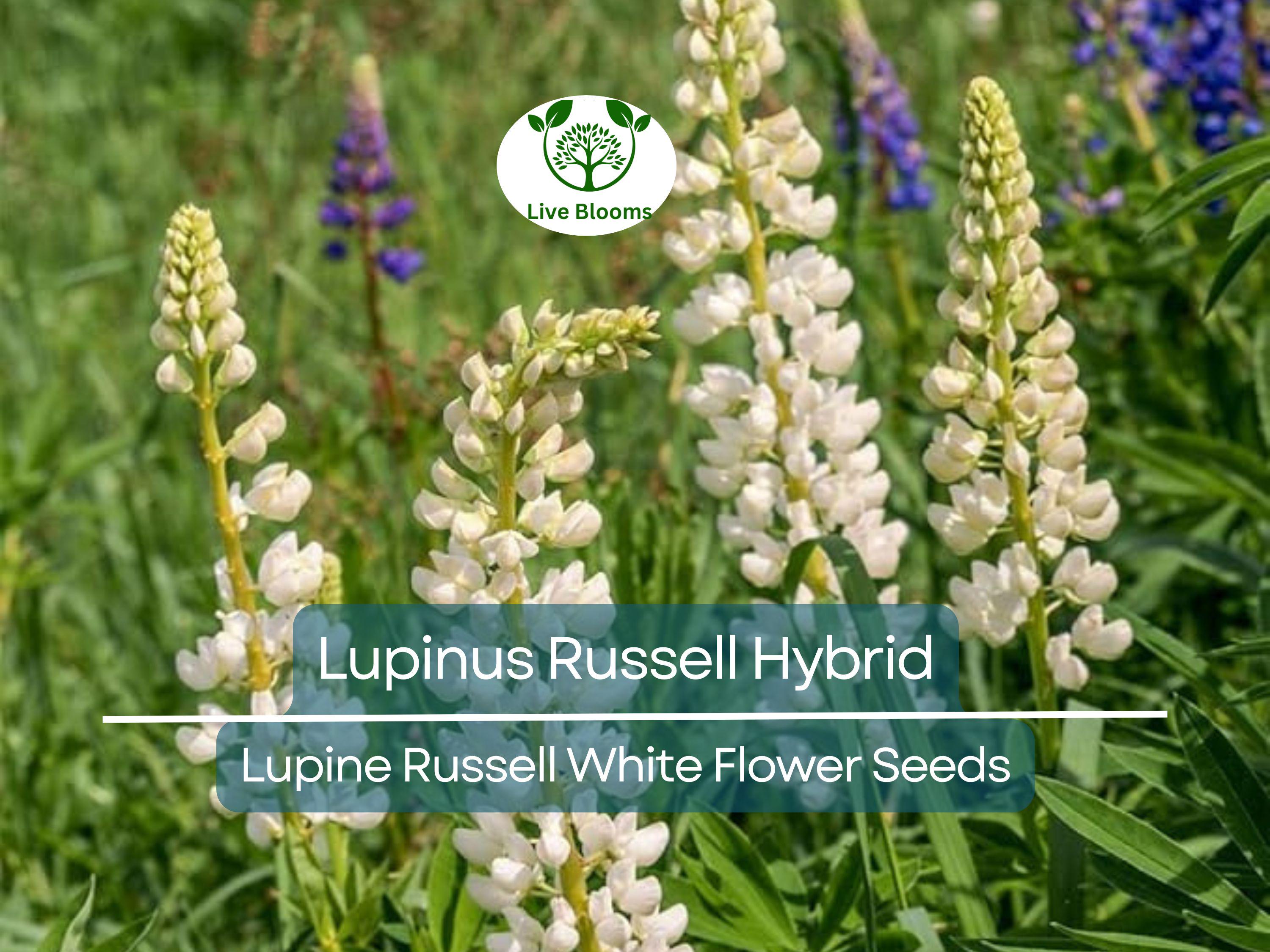 20 Seeds Lupine Russell White for Planting – Lupinus Russell Hybrid, White Flowers, Easy to Grow, Attracts Pollinators, Hardy Plant