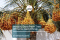Medjool Date Palm Tree - 7" Potted, 5+ Years Old, Phoenix Dactylifera, 1 Live Starter Plant, 38"+ Tall - Edible & Ornamental