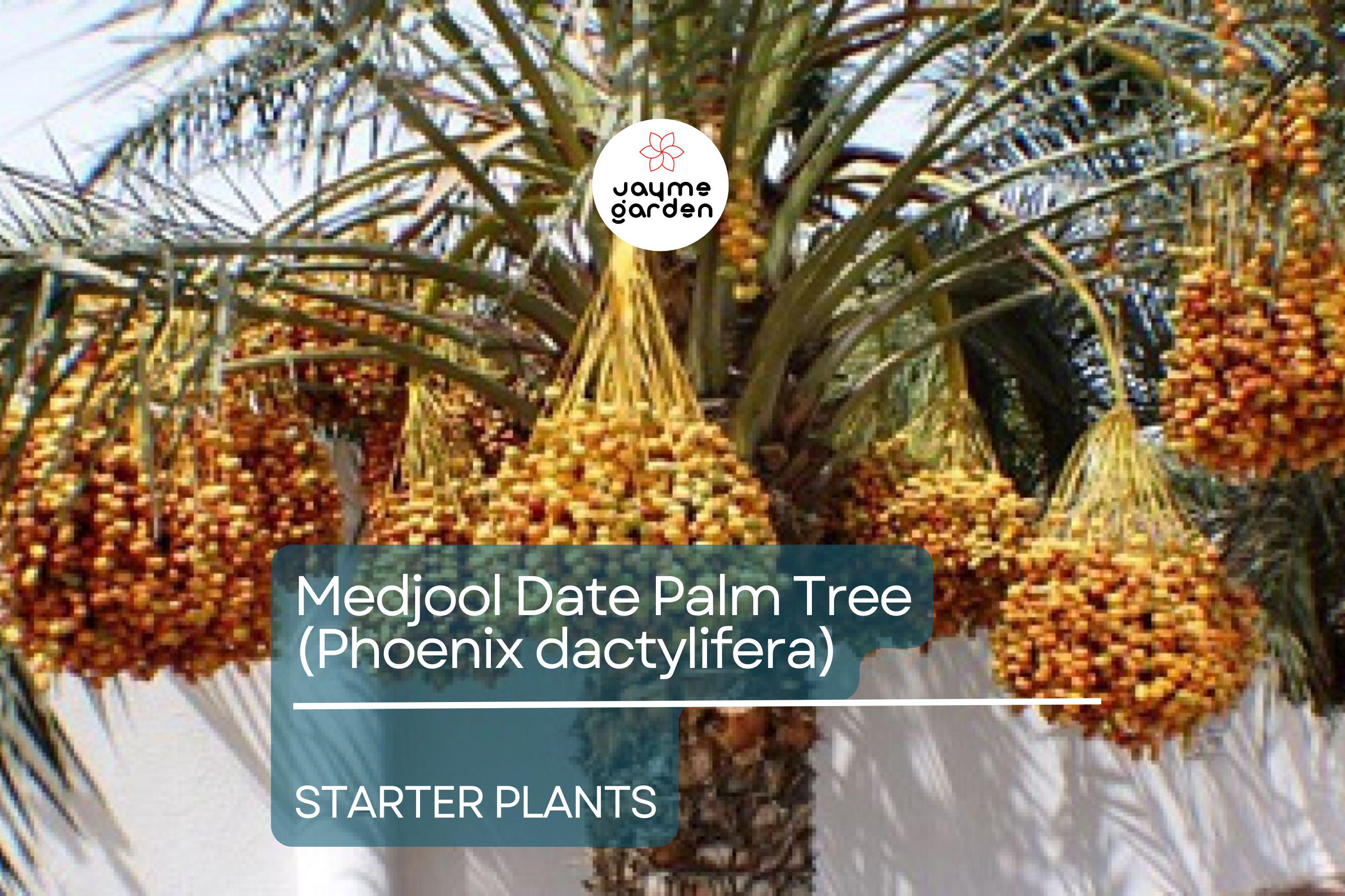 Medjool Date Palm Tree - 7" Potted, 5+ Years Old, Phoenix Dactylifera, 1 Live Starter Plant, 38"+ Tall - Edible & Ornamental